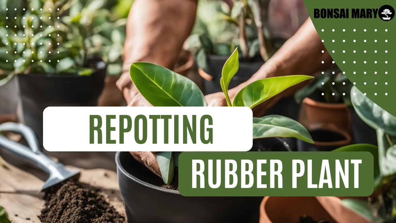Rubber Plant Repotting Guide Tips for Success