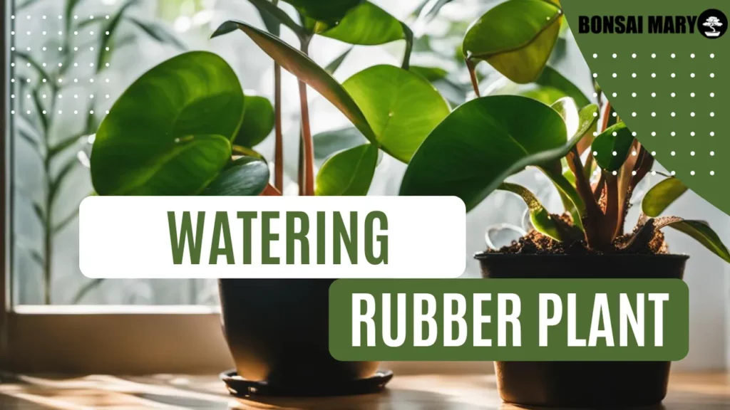 Image of a Rubber Plant in the background with text overlay of "Watering Rubber Plant"