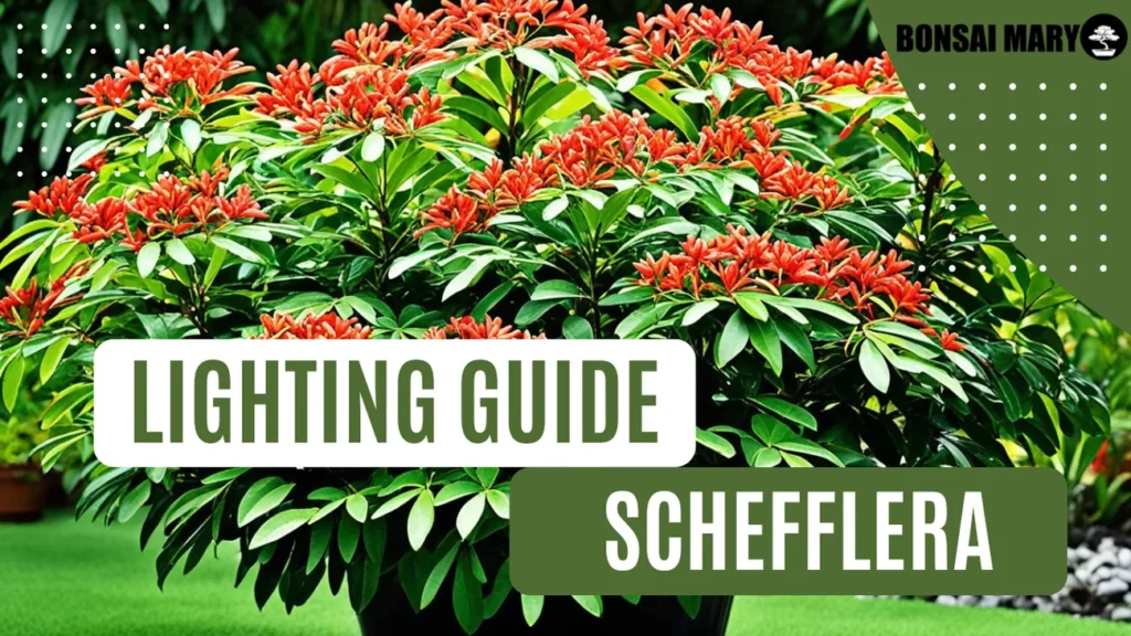 Image of a Schefflera in the background with text overlay of "Lighting Guide Schefflera"