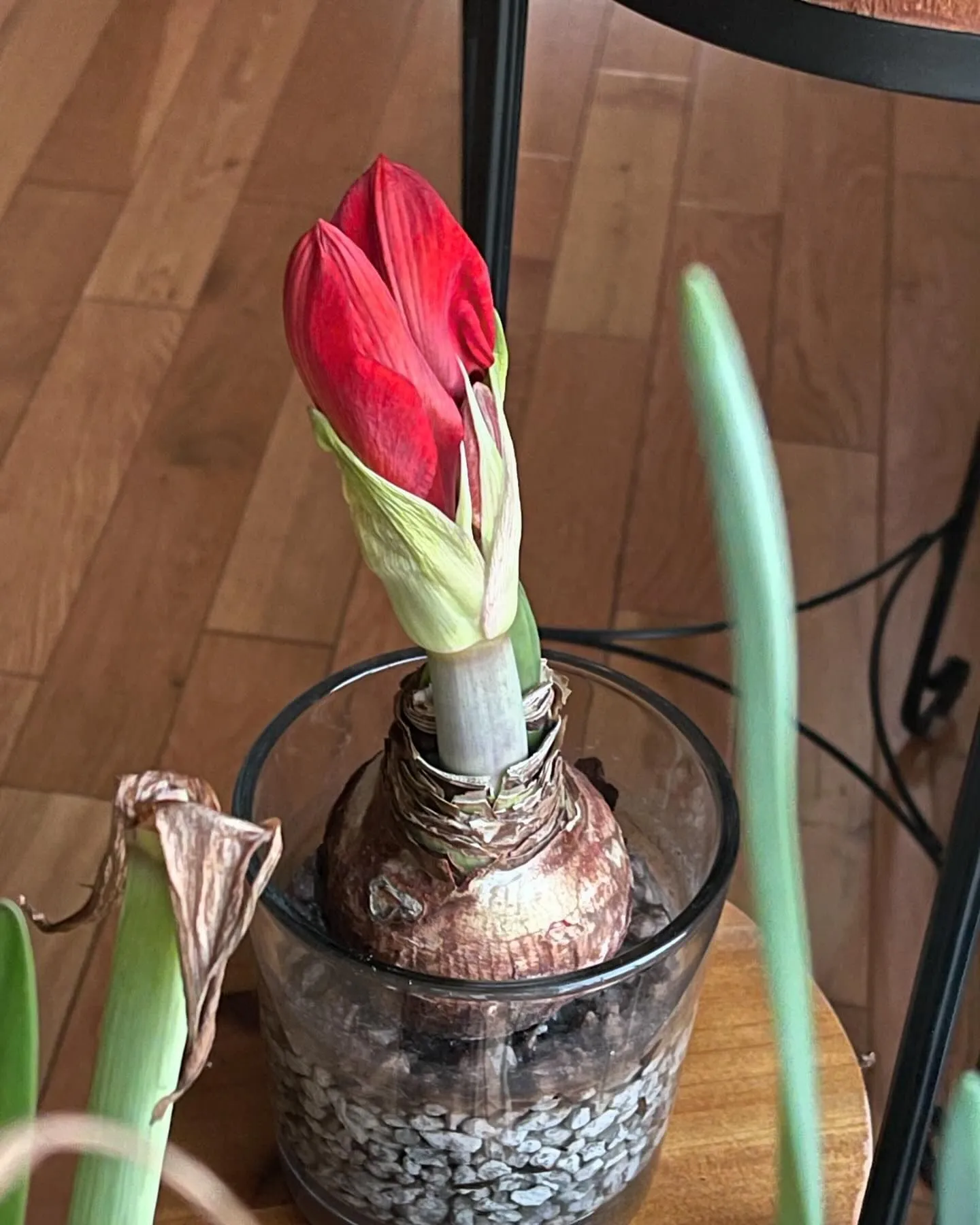 How to Save Your Amaryllis Bulb To Bloom Again Next Year
