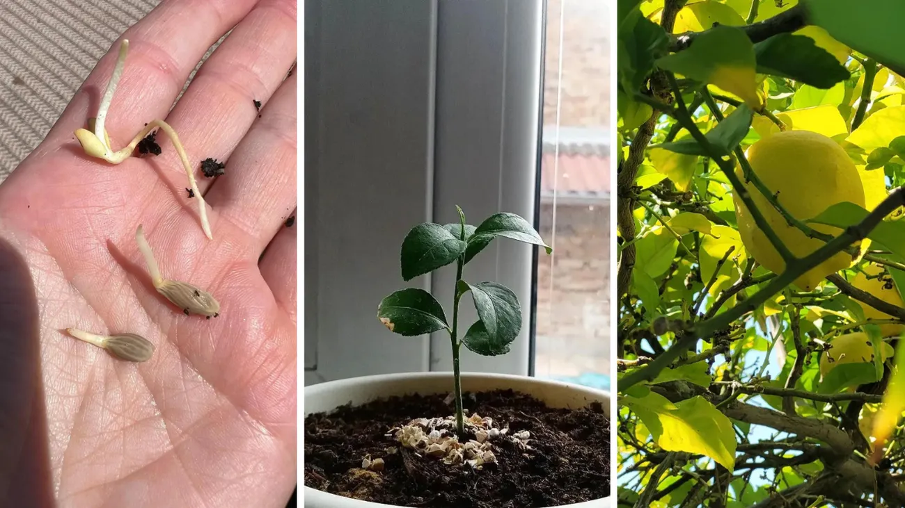 How To Grow A Lemon Tree From Seed: Regardless of Your Location